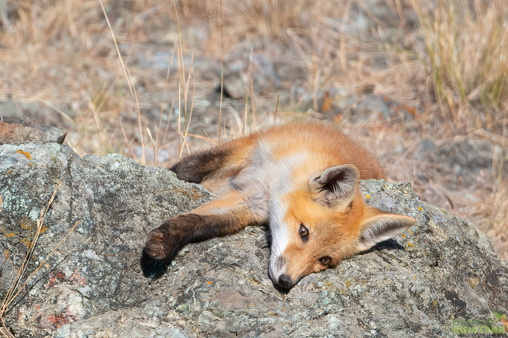 Red Fox Kit taking a nap.