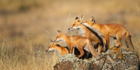 Quintana_Red Fox Family