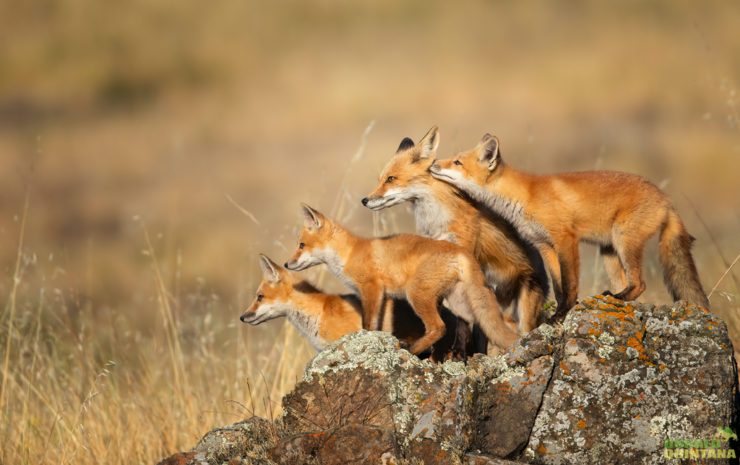 Quintana_Red Fox Family